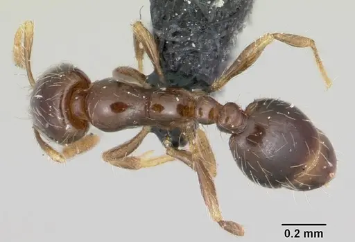 Solenopsis mameti specimen CASENT0064819 image casent0064819_1