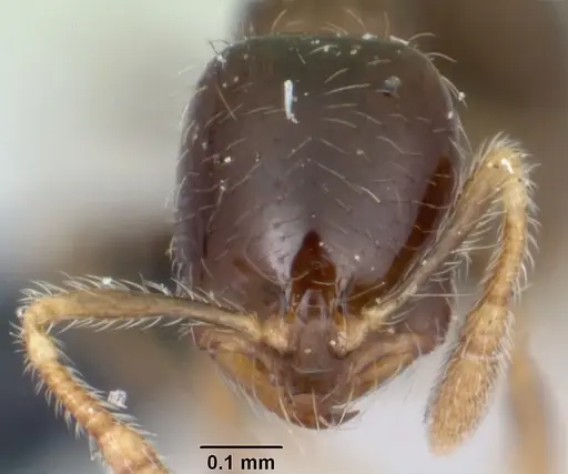 Solenopsis mameti specimen CASENT0064819 image casent0064819_2