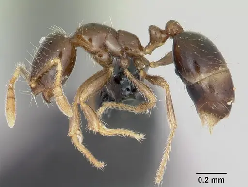 Solenopsis mameti specimen CASENT0064819 image casent0064819_3