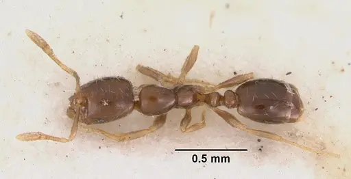 Solenopsis mameti specimen CASENT0102281 image casent0102281_1