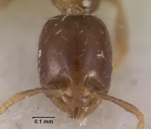 Solenopsis mameti specimen CASENT0102281 image casent0102281_2