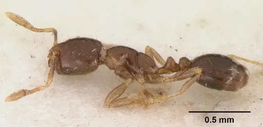 Solenopsis mameti specimen CASENT0102281 image casent0102281_3