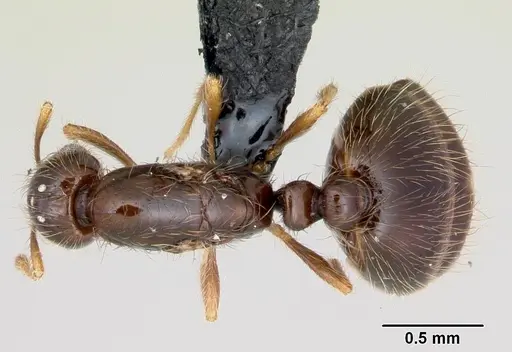 Solenopsis mameti specimen CASENT0103325 image casent0103325_1