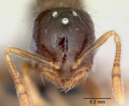 Solenopsis mameti specimen CASENT0103325 image casent0103325_2