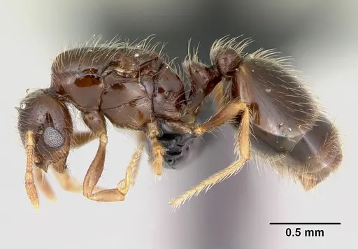 Solenopsis mameti specimen CASENT0103325 image casent0103325_3
