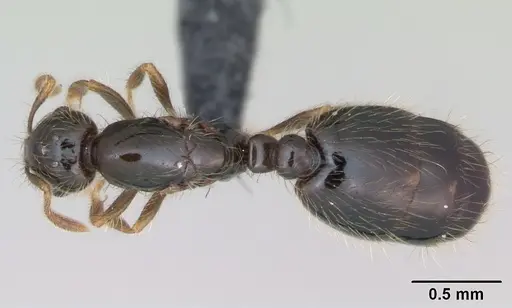 Solenopsis mameti specimen CASENT0109843 image casent0109843_1