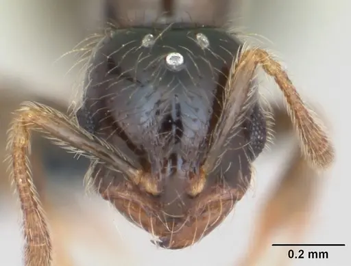 Solenopsis mameti specimen CASENT0109843 image casent0109843_2