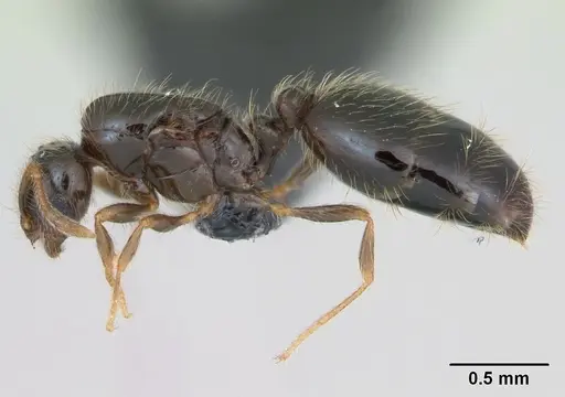 Solenopsis mameti specimen CASENT0109843 image casent0109843_3