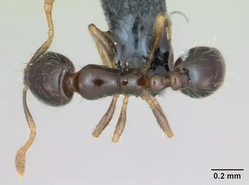 Solenopsis mameti specimen CASENT0124280 image casent0124280_1