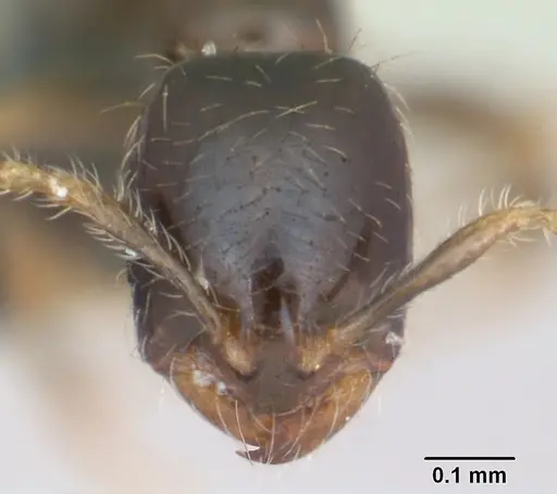 Solenopsis mameti specimen CASENT0124280 image casent0124280_2