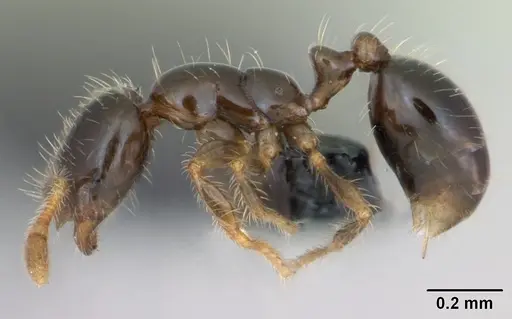 Solenopsis mameti specimen CASENT0124280 image casent0124280_3