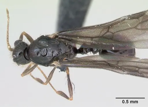 Solenopsis mameti specimen CASENT0135043 image casent0135043_1