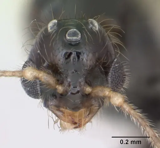 Solenopsis mameti specimen CASENT0135043 image casent0135043_2