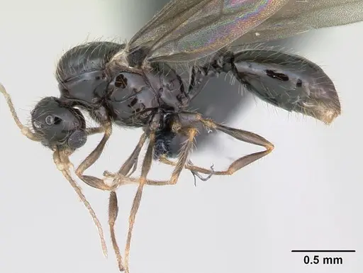 Solenopsis mameti specimen CASENT0135043 image casent0135043_3