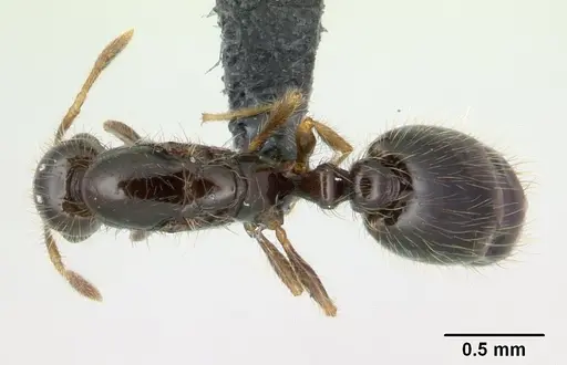 Solenopsis mameti specimen CASENT0135211 image casent0135211_1