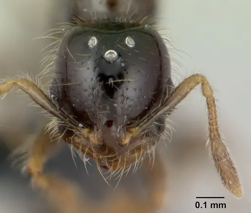 Solenopsis mameti specimen CASENT0135211 image casent0135211_2