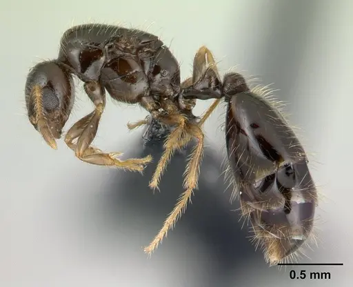 Solenopsis mameti specimen CASENT0135211 image casent0135211_3
