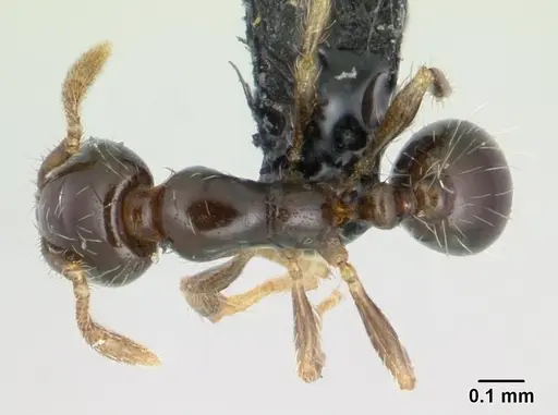 Solenopsis mameti specimen CASENT0135231 image casent0135231_1