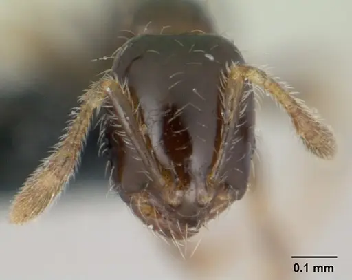 Solenopsis mameti specimen CASENT0135231 image casent0135231_2