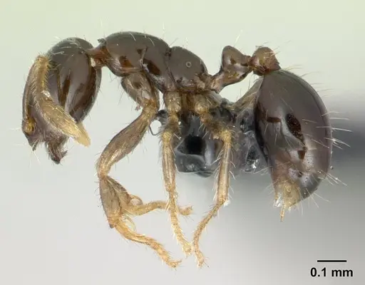 Solenopsis mameti specimen CASENT0135231 image casent0135231_3