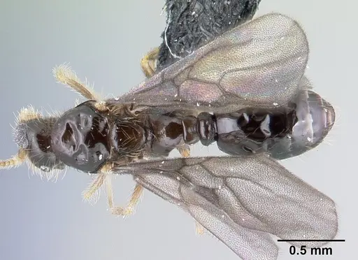 Solenopsis mameti specimen CASENT0147119 image casent0147119_1