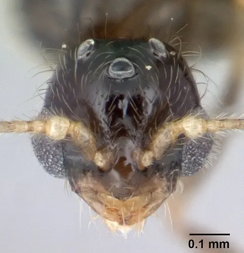 Solenopsis mameti specimen CASENT0147119 image casent0147119_2