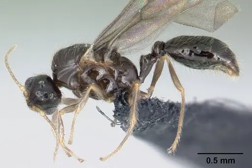 Solenopsis mameti specimen CASENT0147119 image casent0147119_3