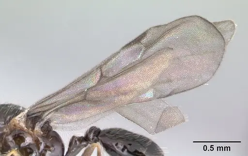 Solenopsis mameti specimen CASENT0147119 image casent0147119_4