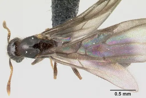 Solenopsis mameti specimen CASENT0147548 image casent0147548_1