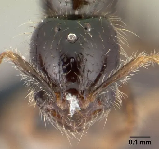 Solenopsis mameti specimen CASENT0147548 image casent0147548_2