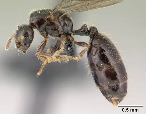 Solenopsis mameti specimen CASENT0147548 image casent0147548_3