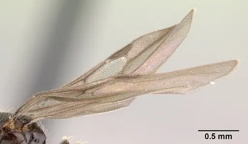 Solenopsis mameti specimen CASENT0147548 image casent0147548_4