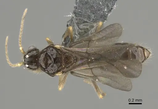 Solenopsis mameti specimen CASENT0887866 image casent0887866_1