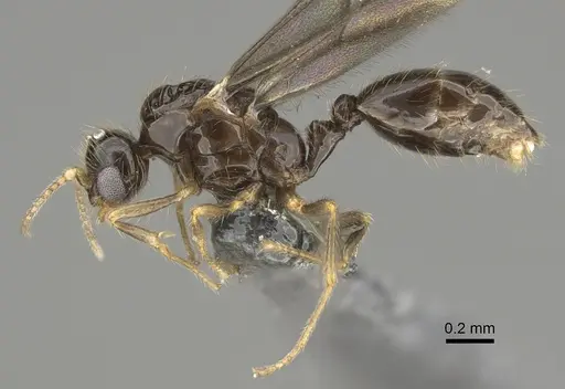 Solenopsis mameti specimen CASENT0887866 image casent0887866_3