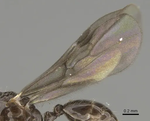 Solenopsis mameti specimen CASENT0887866 image casent0887866_4