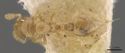 Solenopsis marxi specimen CASENT0908877 image casent0908877_1