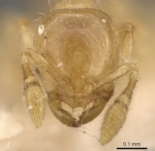 Solenopsis marxi specimen CASENT0908877 image casent0908877_2