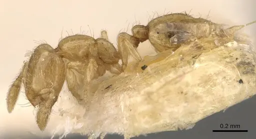 Solenopsis marxi specimen CASENT0908877 image casent0908877_3