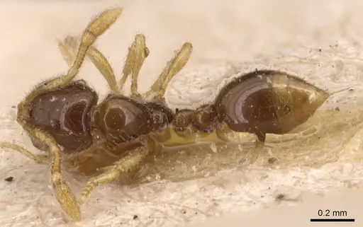 Solenopsis maxillosa specimen CASENT0904639 image casent0904639_1