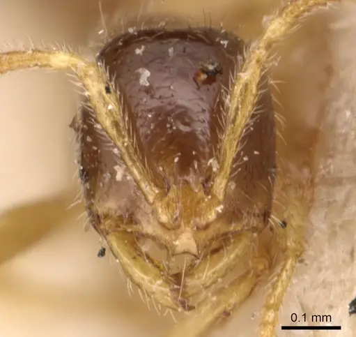 Solenopsis maxillosa specimen CASENT0904639 image casent0904639_2