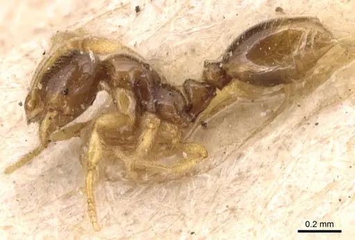 Solenopsis maxillosa specimen CASENT0904639 image casent0904639_3