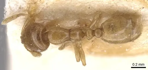 Solenopsis megera specimen CASENT0913909 image casent0913909_1