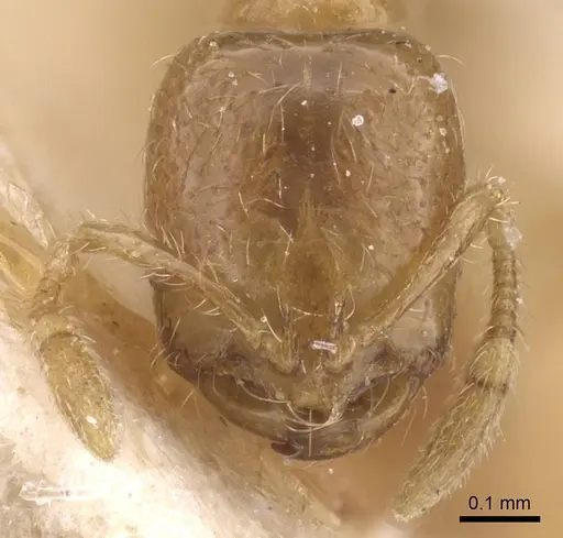 Solenopsis megera specimen CASENT0913909 image casent0913909_2