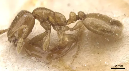 Solenopsis megera specimen CASENT0913909 image casent0913909_3