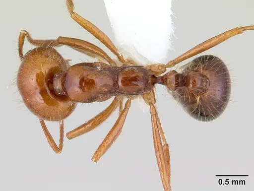 Solenopsis megergates specimen CASENT0178141 image casent0178141_1