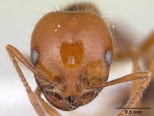 Solenopsis megergates specimen CASENT0178141 image casent0178141_2