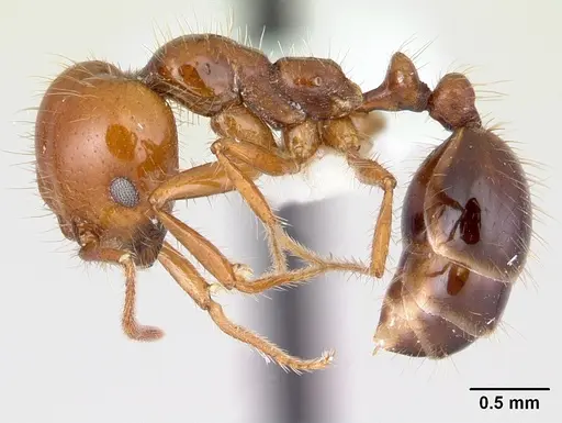 Solenopsis megergates specimen CASENT0178141 image casent0178141_3