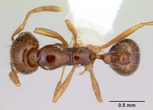 Solenopsis megergates specimen CASENT0178142 image casent0178142_1