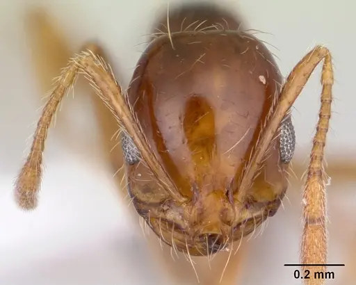 Solenopsis megergates specimen CASENT0178142 image casent0178142_2