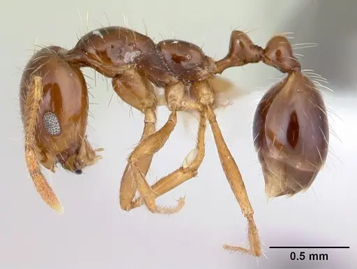 Solenopsis megergates specimen CASENT0178142 image casent0178142_3